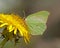 Butterfly Common Brimstone, Gonepteryx rhamni
