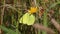 Butterfly Common Brimstone /Gonepteryx rhamni/ flies to the flower