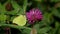 Butterfly Common brimstone Gonepteryx rhamni sits on a clover flower