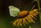 Butterfly Common brimstone (Gonepteryx rhamni) sits on a elecampane flower