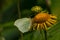 Butterfly Common brimstone Gonepteryx rhamni sits on a elecampane flower