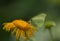 Butterfly Common brimstone sits on a elecampane flower