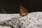 Butterfly The Common Cruiser Vindula erota erota Fabricius