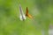 Butterfly of Common Leopard Species on Cockscomb Wild Flowers