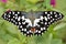 Butterfly Common lime - Papilio demoleus