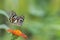 Butterfly Common lime - Papilio demoleus