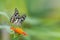 Butterfly Common lime - Papilio demoleus