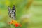 Butterfly Common lime - Papilio demoleus