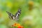 Butterfly Common lime - Papilio demoleus