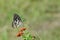 Butterfly Common lime - Papilio demoleus