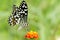 Butterfly Common lime - Papilio demoleus