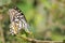 Butterfly Common lime - Papilio demoleus