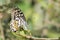 Butterfly Common lime - Papilio demoleus