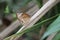 Butterfly, Common Palmfly - Elymnias hypermnestra Closeup