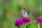 Butterfly Common Pierrot or Castalius rosimon on a flower