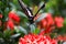 Butterfly common rose Pachliopta aristalochiae flying around jungle flame bush Ixora javanica on tropical island Ko Lanta