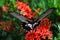 Butterfly common rose Pachliopta aristalochiae flying around jungle flame bush Ixora javanica on tropical island Ko Lanta