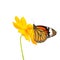 Butterfly (Common Tiger) and flower isolated on white background