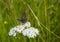 A butterfly on common yarrow