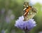 Butterfly on a cornflower