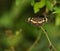 Butterfly, Costa Rica