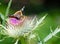 Butterfly on Cotton thistle