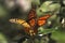 Butterfly couple sitting on flower