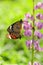 Butterfly couples mate on flower