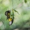 Butterfly coupling on leaf