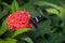 Butterfly : Crimson Rose in a Garden of Goa, Mobor
