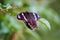 Butterfly, Crimson Rose - Pachliopta hector in kandalama Sri Lanka