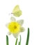 Butterfly and daffodil flower isolated on white