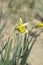 Butterfly Daffodil Smiling Twin