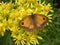 Butterfly on daisies