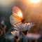 Butterfly on a daisy flower in the rays of the setting sunly on daisy flower at sunset. Beautiful nature scene with butterfly