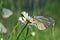 Butterfly and daisy - macrophotography