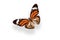 Butterfly Danaus plexippus. isolated on white background