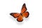 Butterfly Danaus plexippus. isolated on white background