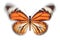 butterfly Danaus plexippus. isolated on white background