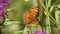 Butterfly Dark Green Fritillary (Argynnis aglaja)