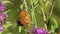 Butterfly Dark Green Fritillary (Argynnis aglaja)