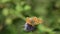 Butterfly Dark Green Fritillary (Argynnis aglaja)