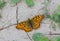 Butterfly Dark Green Fritillary sits on a dry cracked earth