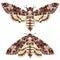 Butterfly. Deaths Head Hawk Moth. The moth is a mystical symbol and talisman.