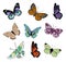 Butterfly Decorative Insect Icons Illustration. Elegance Cute Vintage Butterflies Art