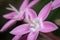 Butterfly deep pink pentas lanceolata flowers