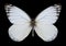 Butterfly Delias agostina