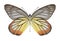 Butterfly Delias hyparete indica