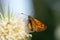 Butterfly on Dipsacus laciniatus