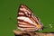 BUTTERFLY/Dodona deodata